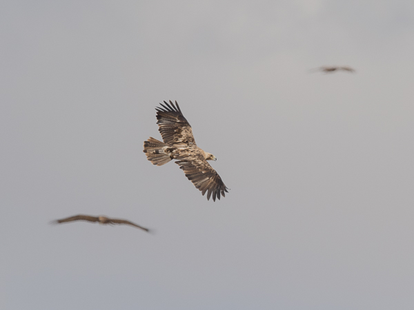 Keisarikotka, Eastern Imperial Eagle, Aquila heliaca